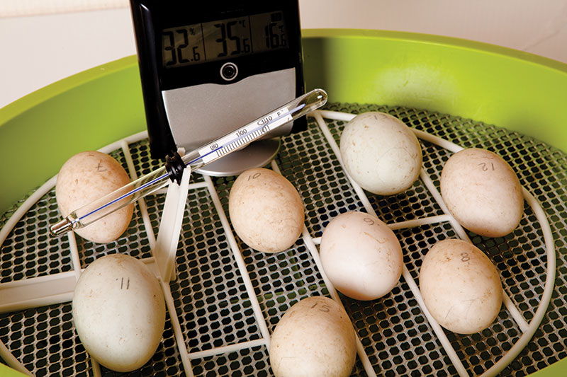 chicken hatching project ideas